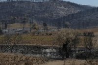 Solidarité paysanne : les Corbières ont besoin d’aide après les incendies