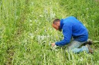 Invitation : visite de parcelles d’expérimentation en maraîchage biologique