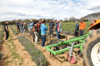 L’INNOVATION PAYSANNE : vivier de solutions techniques pour contrôler les adventices sans herbicide en culture de PPAM ? (STAGE)